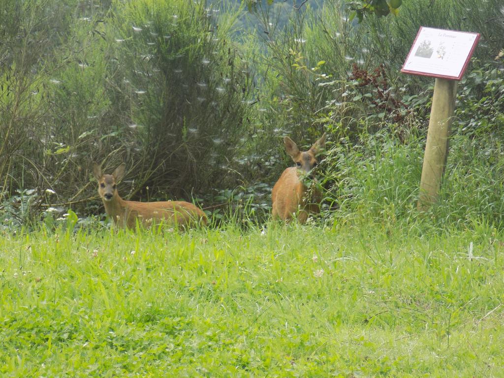 Camping Domaine Vallee Du Tarn Sn Saint-Cirgue エクステリア 写真